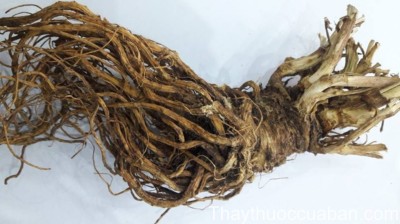 H&igrave;nh ảnh vị thuốc đương quy namm (Đương quy trồng ở Việt Nam